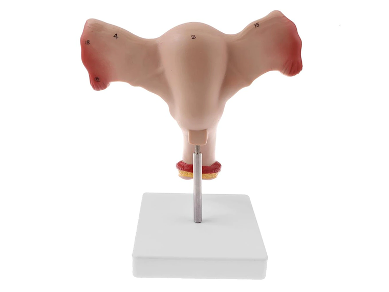 Modelo Anatómico Útero Y Ovarios Fisiológicos 2