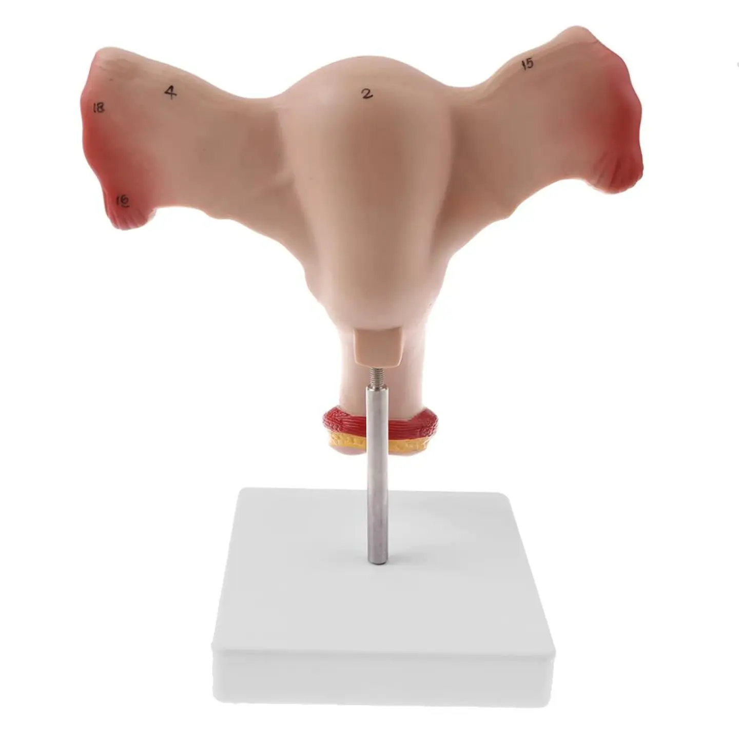 Modelo Anatómico Útero Y Ovarios Fisiológicos 2
