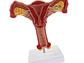 Modelo Anatómico Útero Y Ovarios Fisiológicos - Miniatura 3