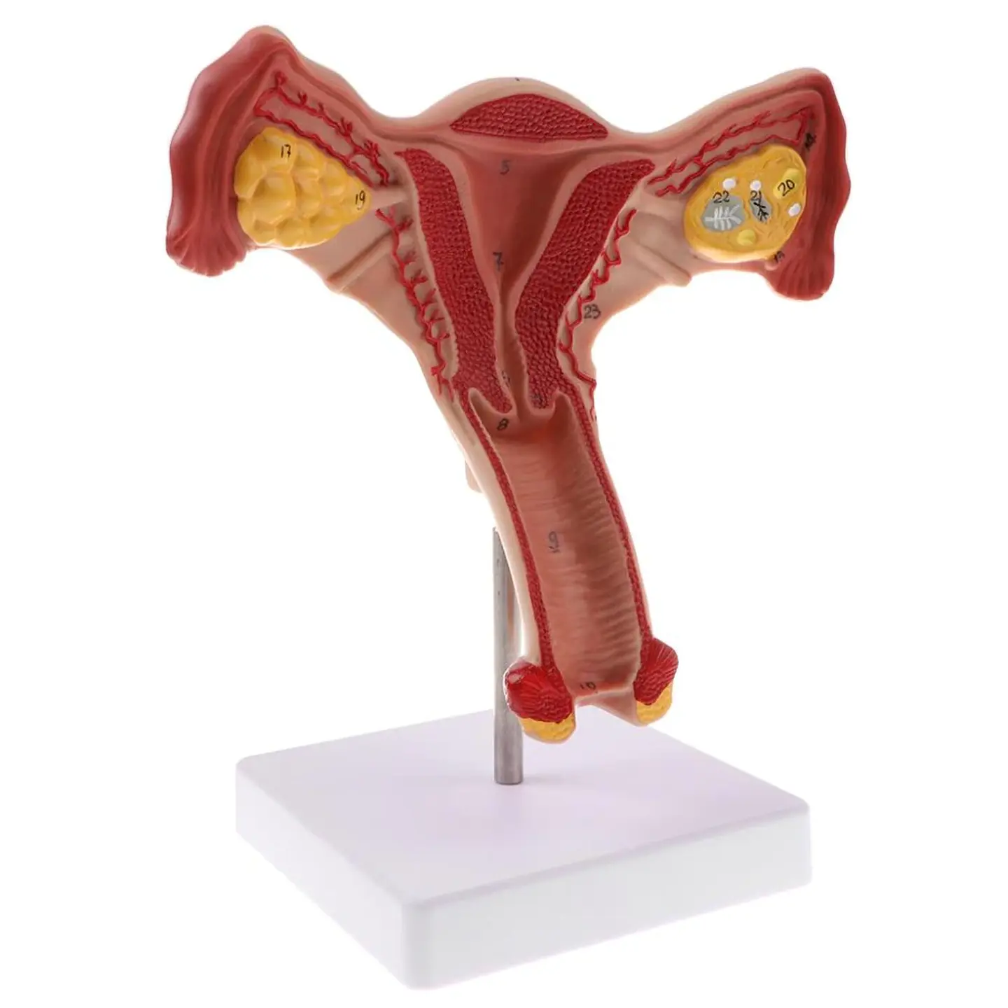 Modelo Anatómico Útero Y Ovarios Fisiológicos 4