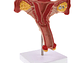 Modelo Anatómico Útero Y Ovarios Fisiológicos - Miniatura 4
