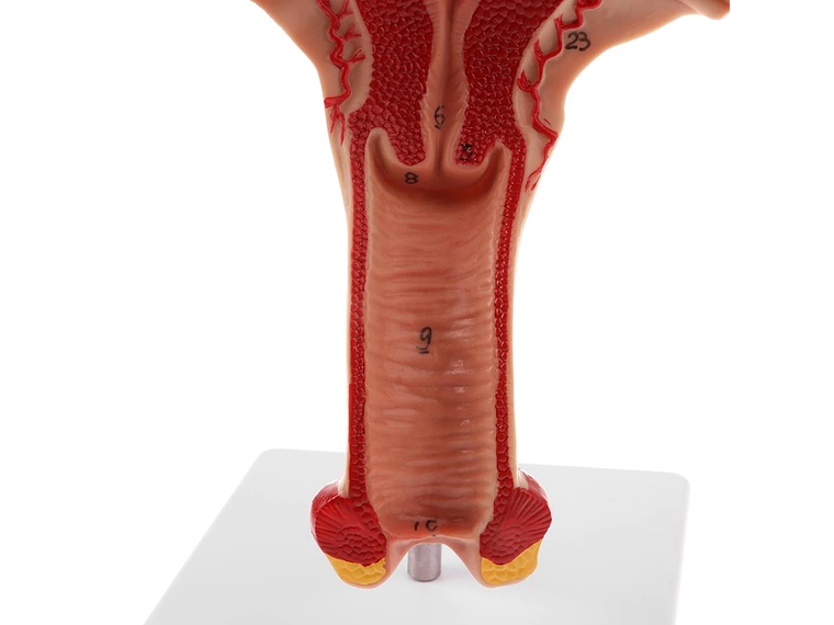 Modelo Anatómico Útero Y Ovarios Fisiológicos 5