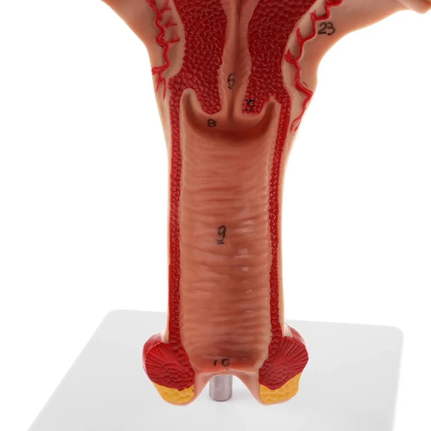 Modelo Anatómico Útero Y Ovarios Fisiológicos 5