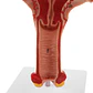 Modelo Anatómico Útero Y Ovarios Fisiológicos - Miniatura 5