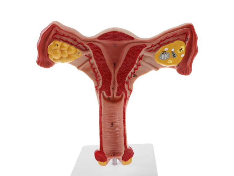 Modelo Anatómico Útero Y Ovarios Fisiológicos 6