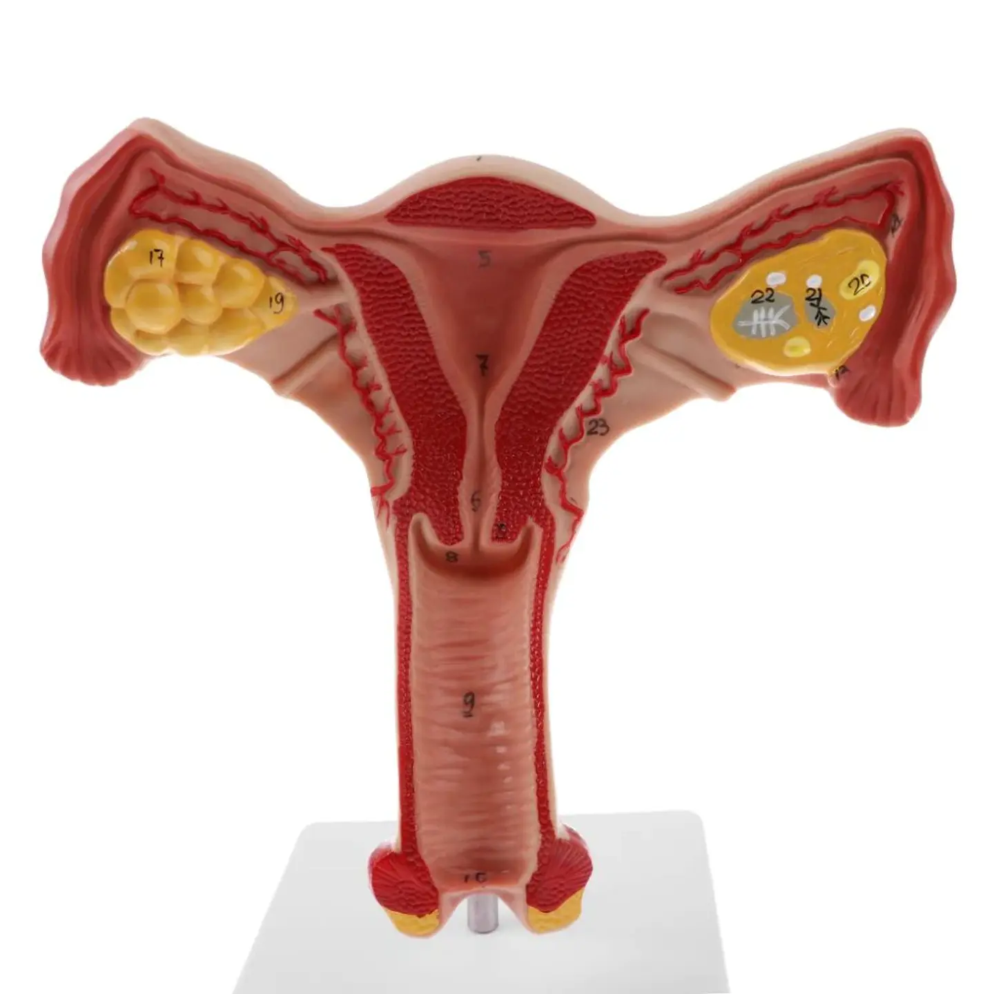 Modelo Anatómico Útero Y Ovarios Fisiológicos 6