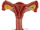 Modelo Anatómico Útero Y Ovarios Fisiológicos - Miniatura 6
