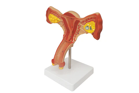 Modelo Anatómico Útero Y Ovarios Fisiológicos