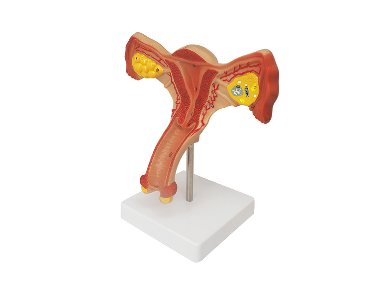 Modelo Anatómico Útero Y Ovarios Fisiológicos 1