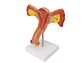 Modelo Anatómico Útero Y Ovarios Fisiológicos - Miniatura 1