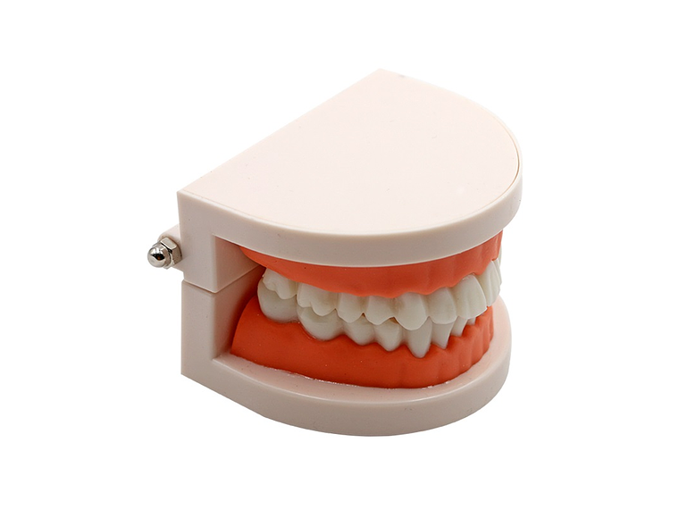Arcada Modelo Dental Para Estudio Y Práctica Odontológica 1