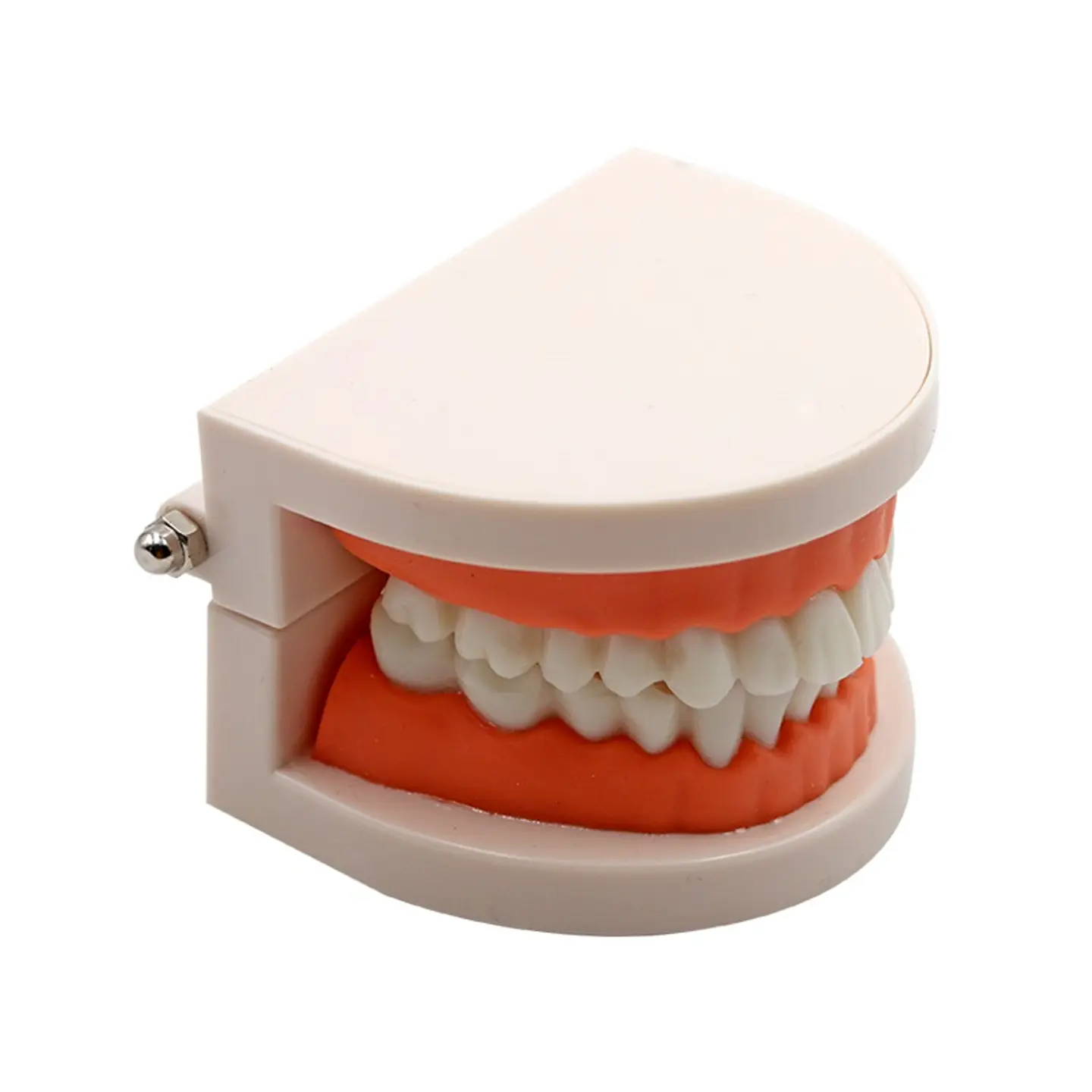 Arcada Modelo Dental Para Estudio Y Práctica Odontológica 1