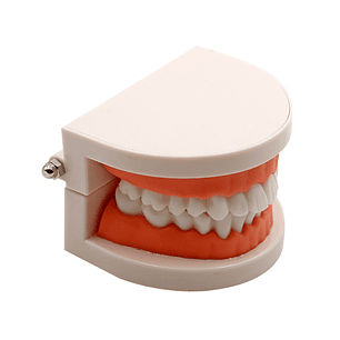 Arcada Modelo Dental Para Estudio Y Práctica Odontológica