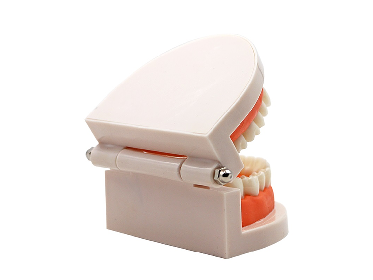 Arcada Modelo Dental Para Estudio Y Práctica Odontológica 2