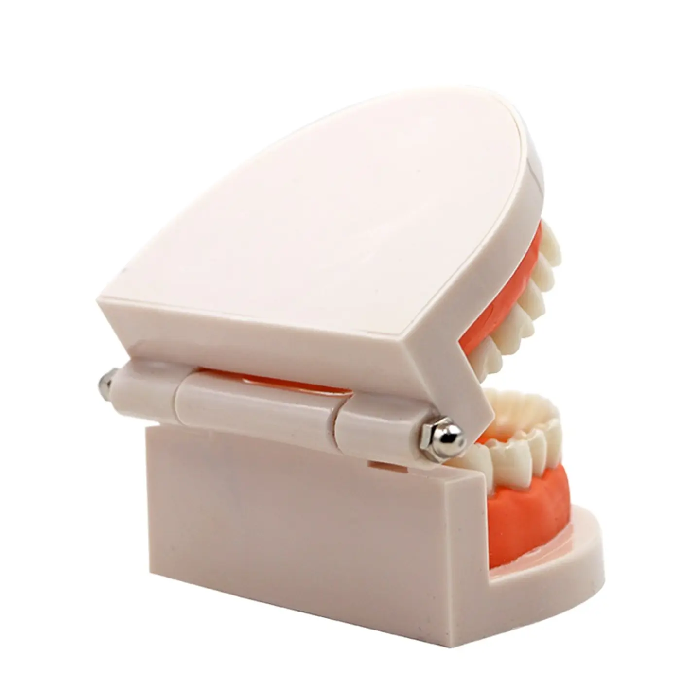 Arcada Modelo Dental Para Estudio Y Práctica Odontológica 2