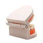 Arcada Modelo Dental Para Estudio Y Práctica Odontológica - Miniatura 2