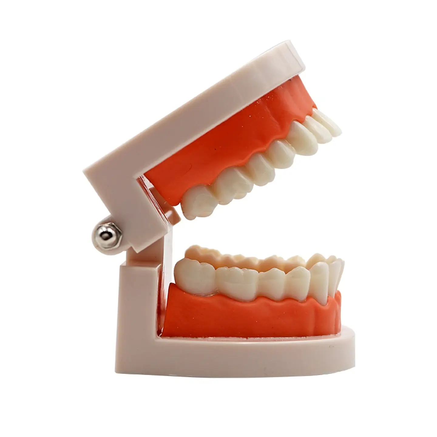 Arcada Modelo Dental Para Estudio Y Práctica Odontológica 3