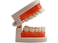 Arcada Modelo Dental Para Estudio Y Práctica Odontológica - Miniatura 3