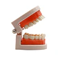 Arcada Modelo Dental Para Estudio Y Práctica Odontológica - Miniatura 3