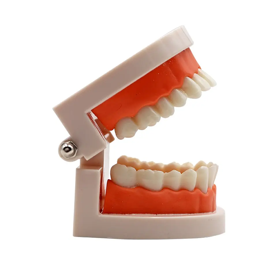 Arcada Modelo Dental Para Estudio Y Práctica Odontológica 3