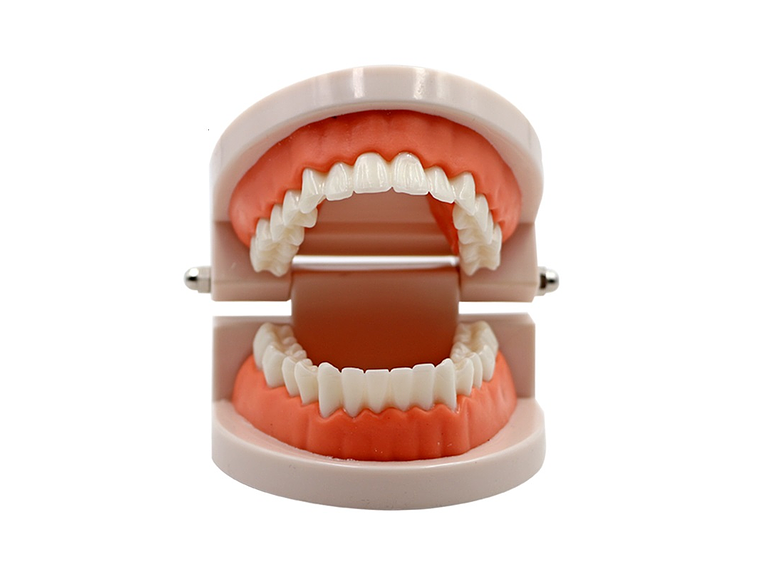 Arcada Modelo Dental Para Estudio Y Práctica Odontológica 4