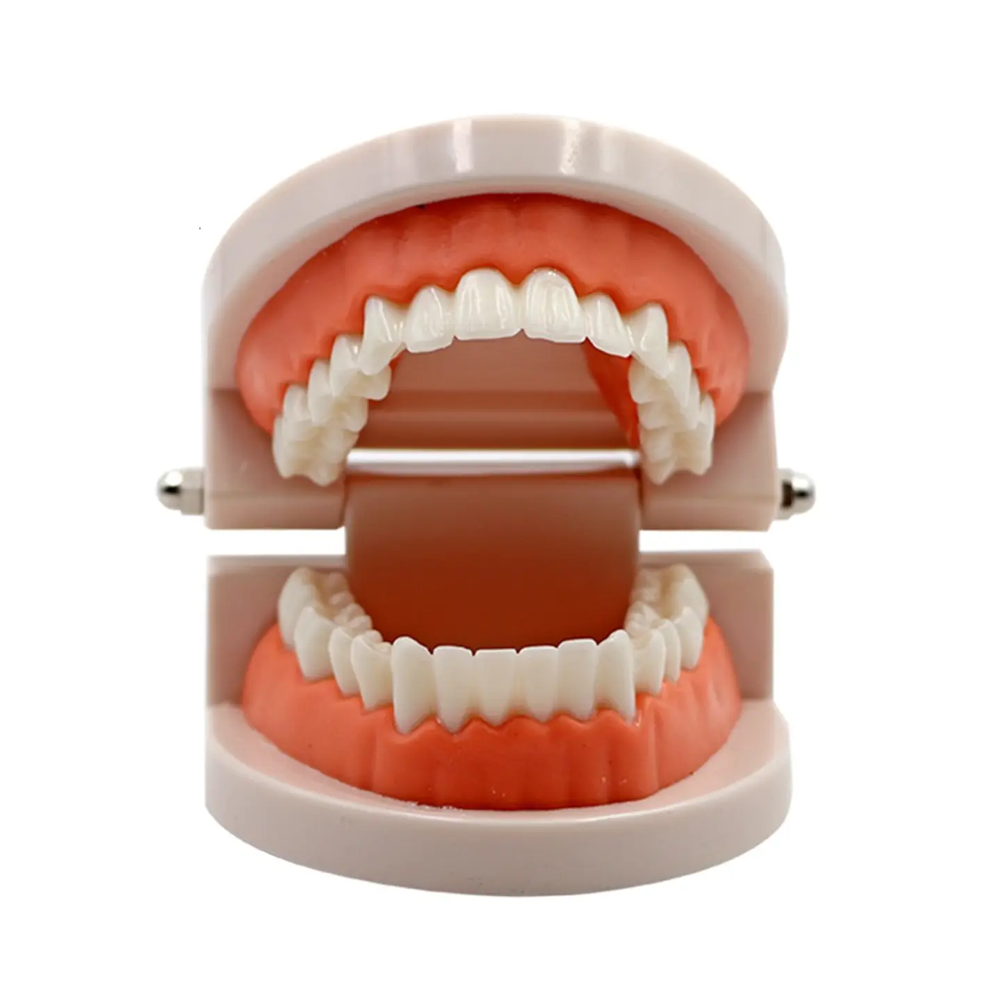Arcada Modelo Dental Para Estudio Y Práctica Odontológica 4