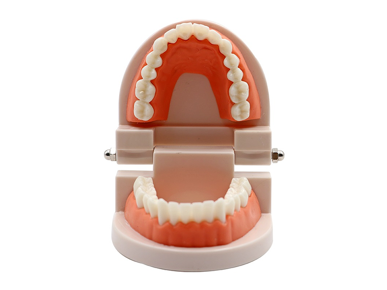 Arcada Modelo Dental Para Estudio Y Práctica Odontológica 5