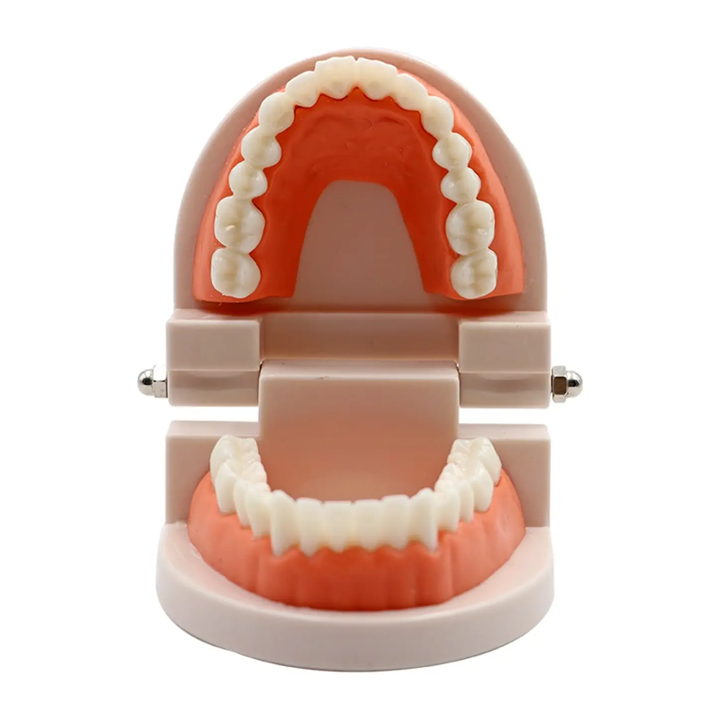 Arcada Modelo Dental Para Estudio Y Práctica Odontológica 5