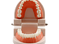 Arcada Modelo Dental Para Estudio Y Práctica Odontológica - Miniatura 5
