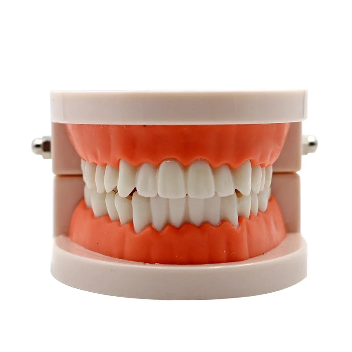 Arcada Modelo Dental Para Estudio Y Práctica Odontológica 6