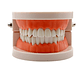 Arcada Modelo Dental Para Estudio Y Práctica Odontológica - Miniatura 6