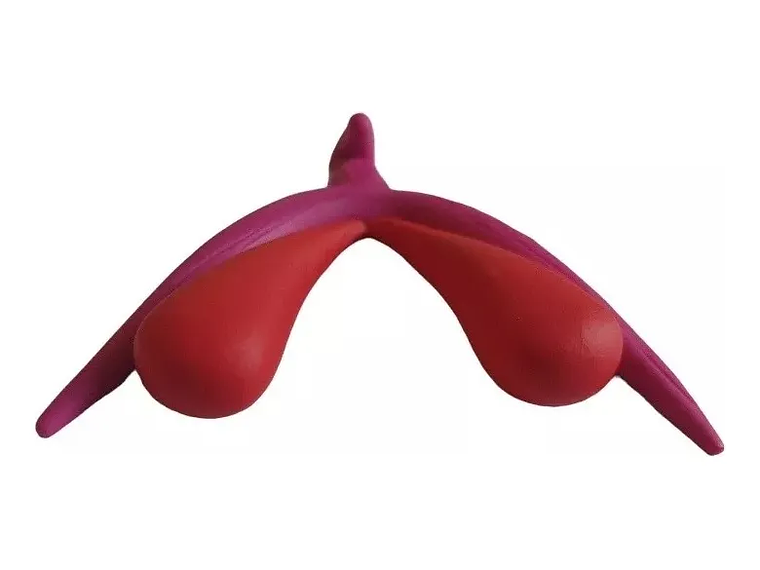 Modelo Anatómico 3d Clítoris 3