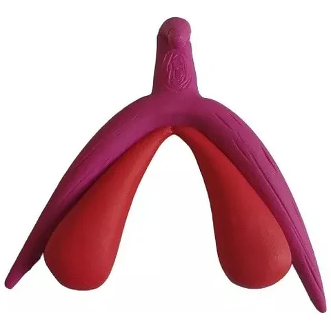 Modelo Anatómico 3d Clítoris
