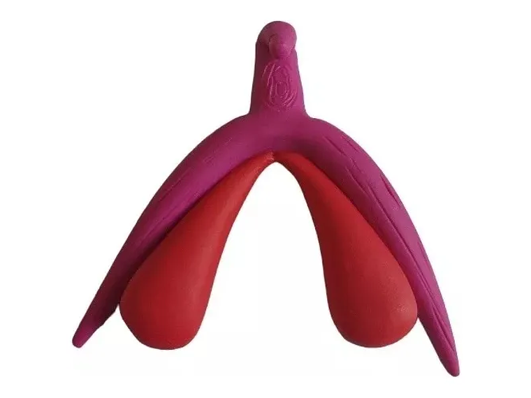 Modelo Anatómico 3d Clítoris 1