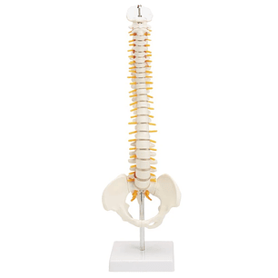 Maqueta Modelo Anatómico Columna Vertebral 45cm Con Cadera