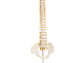 Maqueta Modelo Anatómico Columna Vertebral 45cm Con Cadera - Miniatura 1