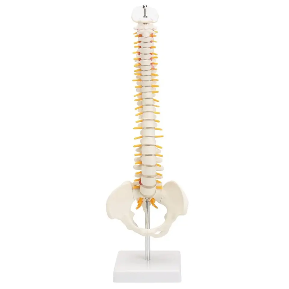 Maqueta Modelo Anatómico Columna Vertebral 45cm Con Cadera 1