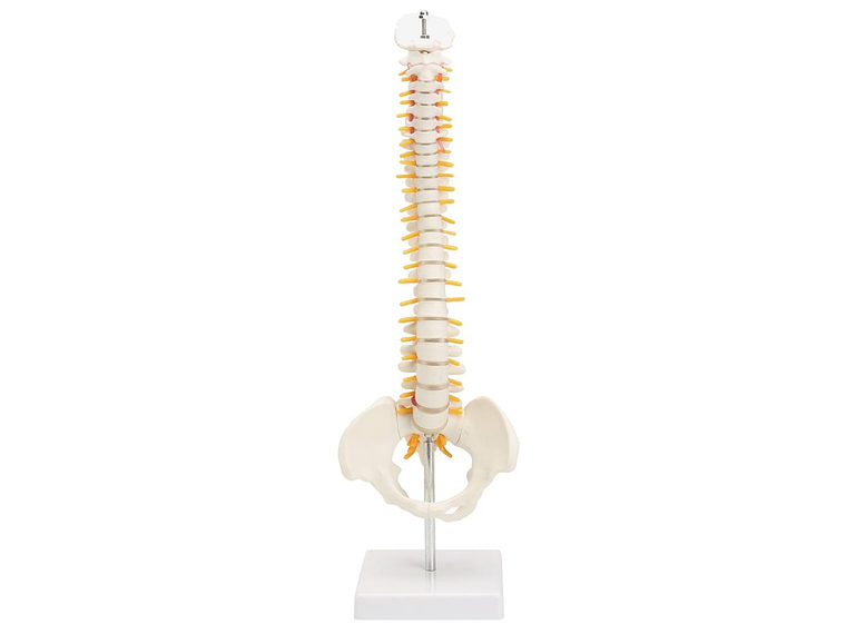 Maqueta Modelo Anatómico Columna Vertebral 45cm Con Cadera 2