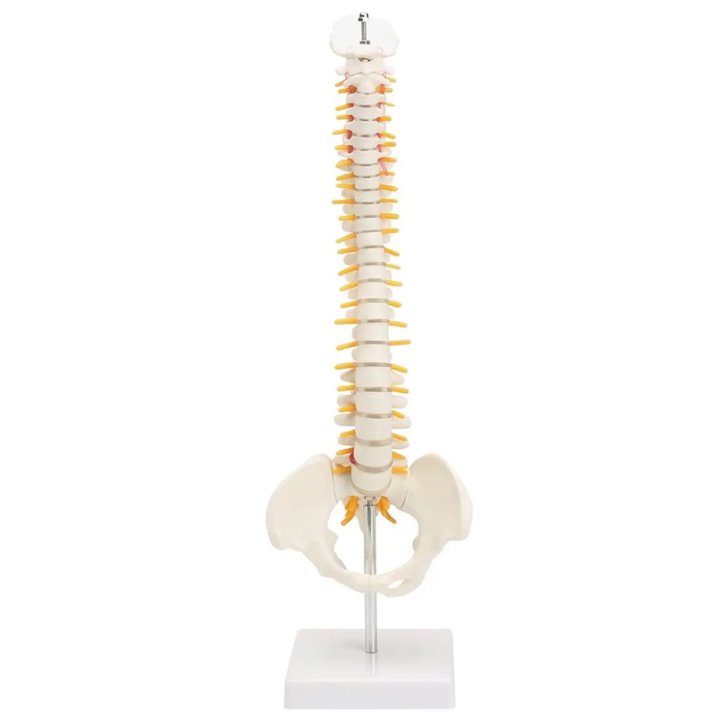 Maqueta Modelo Anatómico Columna Vertebral 45cm Con Cadera 2