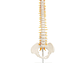 Maqueta Modelo Anatómico Columna Vertebral 45cm Con Cadera - Miniatura 2