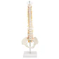 Maqueta Modelo Anatómico Columna Vertebral 45cm Con Cadera - Miniatura 2