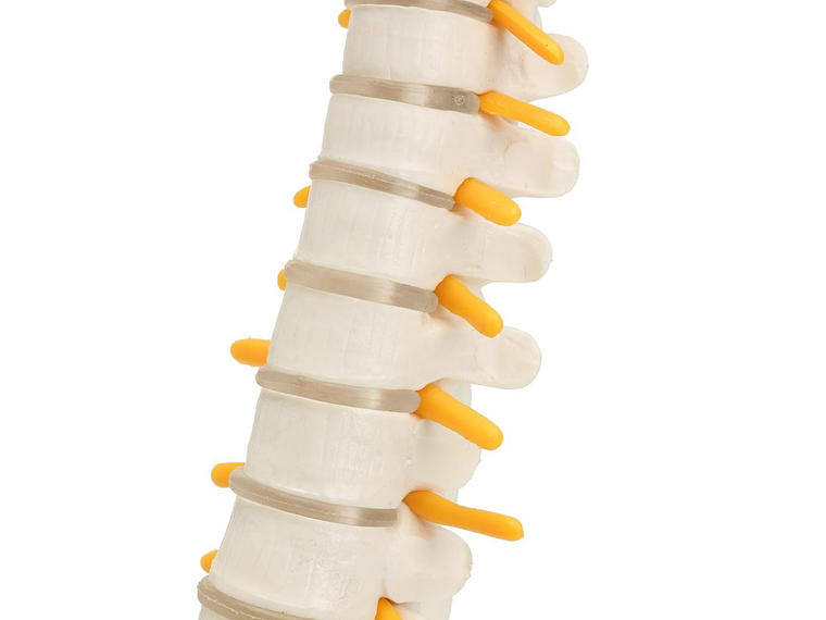 Maqueta Modelo Anatómico Columna Vertebral 45cm Con Cadera 3