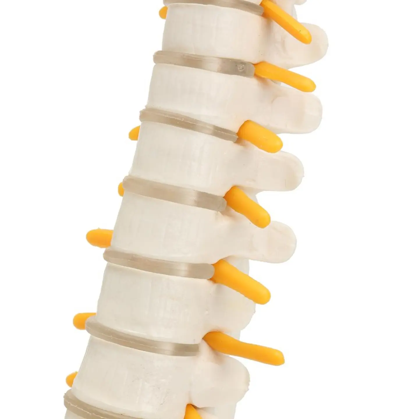 Maqueta Modelo Anatómico Columna Vertebral 45cm Con Cadera 3