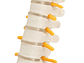 Maqueta Modelo Anatómico Columna Vertebral 45cm Con Cadera - Miniatura 3