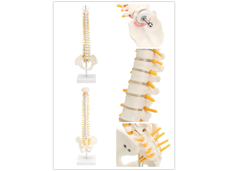 Maqueta Modelo Anatómico Columna Vertebral 45cm Con Cadera 4
