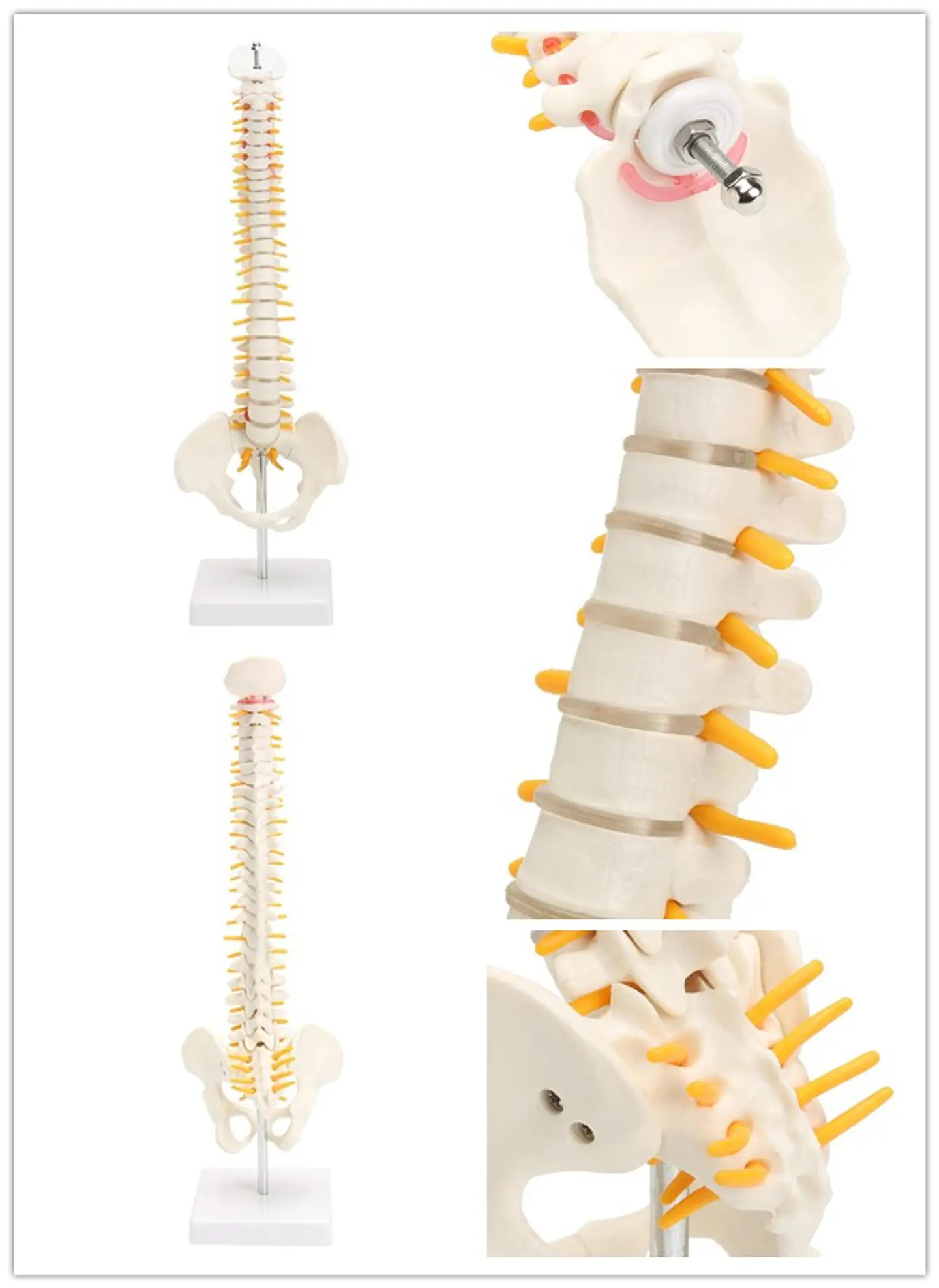 Maqueta Modelo Anatómico Columna Vertebral 45cm Con Cadera 4