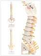 Maqueta Modelo Anatómico Columna Vertebral 45cm Con Cadera - Miniatura 4