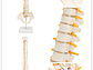 Maqueta Modelo Anatómico Columna Vertebral 45cm Con Cadera - Miniatura 4