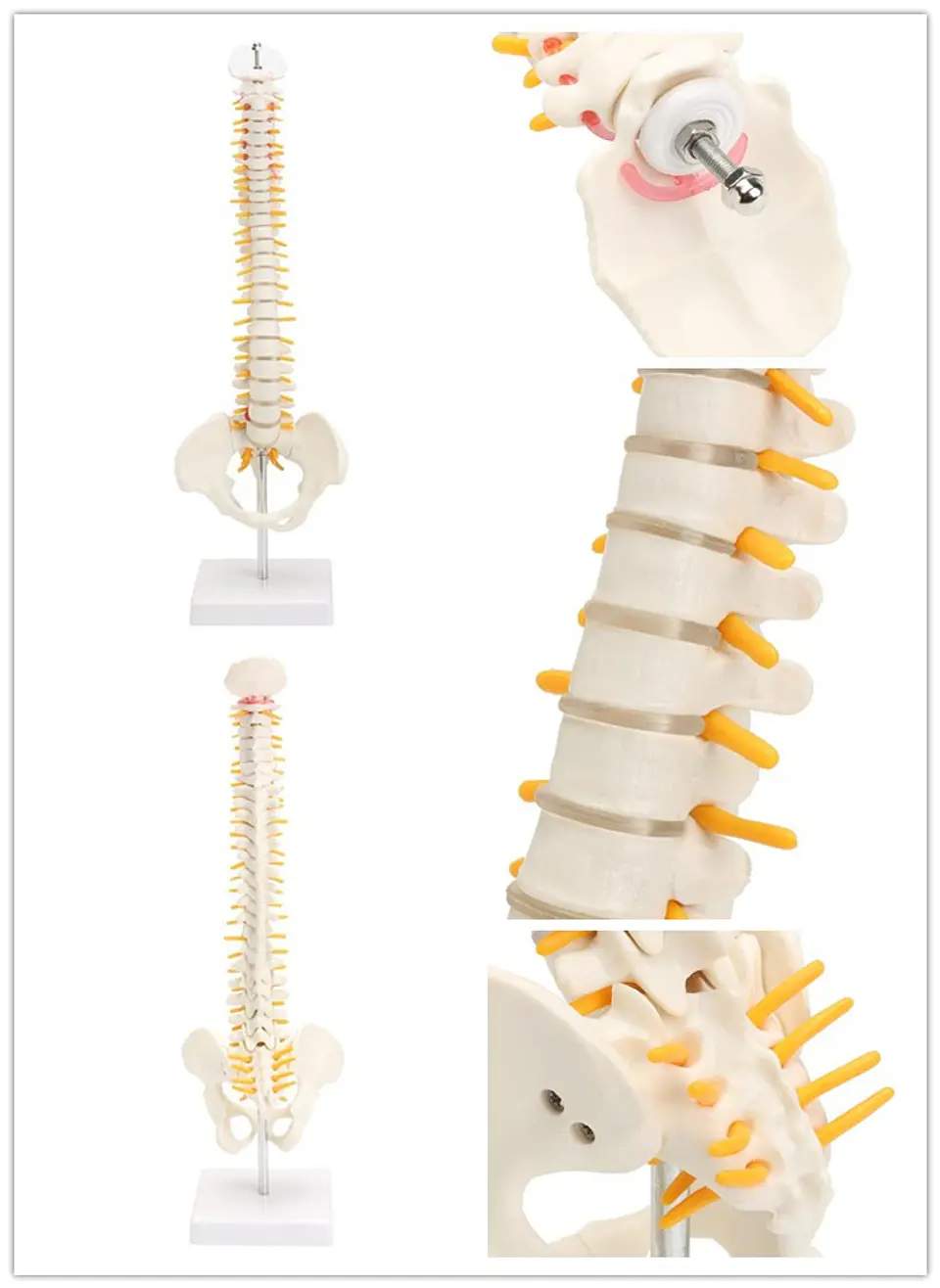 Maqueta Modelo Anatómico Columna Vertebral 45cm Con Cadera 4