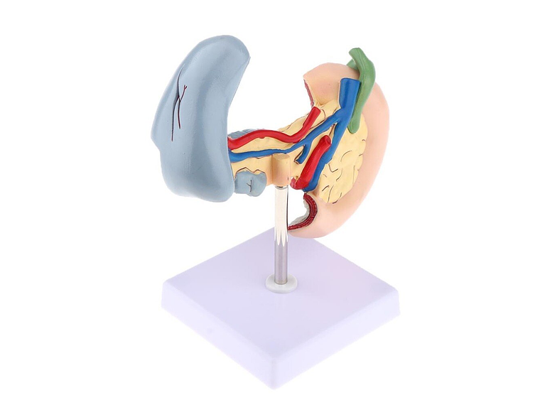 Modelo Patológico De Páncreas Vesícula Duodeno Bazo 1